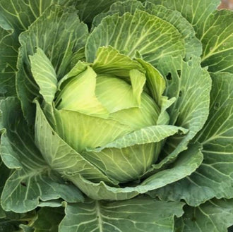 Organic 'Late Flat Dutch' Cabbage Seeds by Gaia, product image prepared for Canadian gardeners.