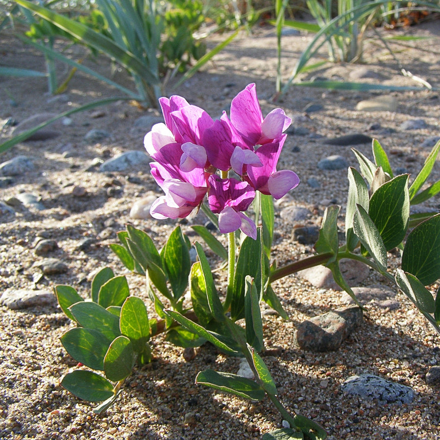 Beach Pea