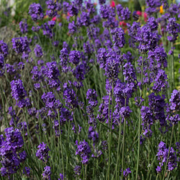 Lavande 'Munstead'