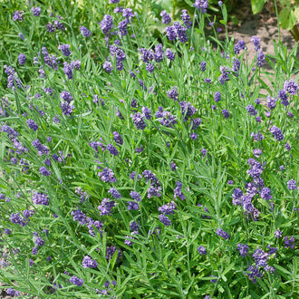De petites fleurs bleu violet se regroupent en épis courts au-dessus d’un feuillage vert. Les longues tiges fines se répartissent dans une masse dense de feuilles étroites. Quelques pointes florales restent serrées, tandis que d’autres montrent de petits lobes ouverts. Le fond présente des portions de sol gris beige et d’autres tiges vertes entre les fleurs.