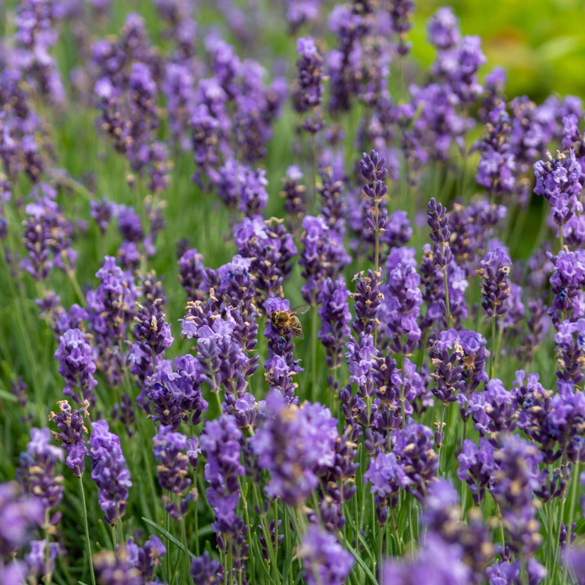 Photographie de Lavande angustifolia (Lavandula angustifolia), sélection proposée en semences W.H. Perron. Le visuel présente l’apparence de la plante ou de sa récolte et permet d’en observer les formes et les couleurs. Cette vue illustre les caractéristiques visibles de la sélection, dans une présentation destinée à accompagner son identification et à montrer son intérêt au jardin.