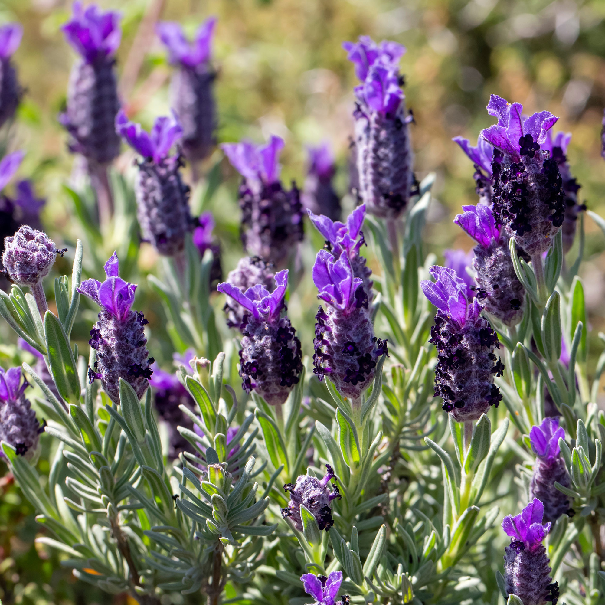 Spanish lavender