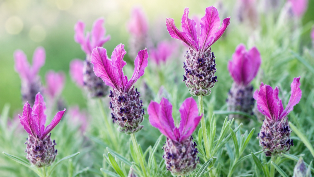 Lavande Deep Rose en fleurs avec épis rose vif et feuillage aromatique argenté.