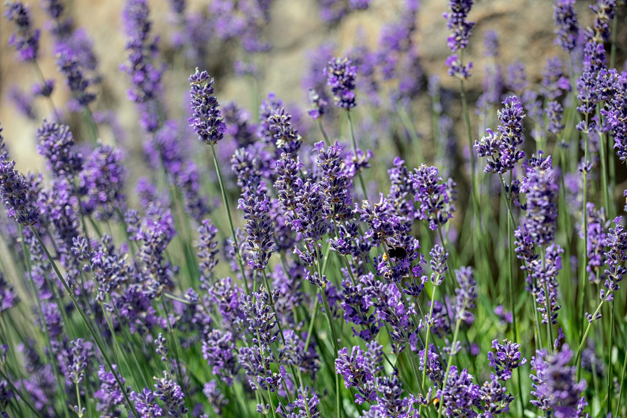 Lavandula angustifolia 'Munstead'
