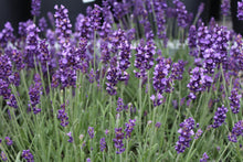 Lavandula angustifolia 'Hidcote Blue'