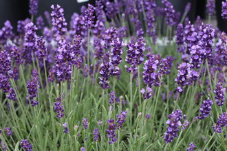 Lavande 'Hidcote Blue'. Les fleurs ouvertes bordent les tiges fines, réparties le long des épis dressés. Des tons violets colorent les fleurs, avec des touches plus pâles sur les parties ouvertes. Les petites fleurs sont tournées vers l’extérieur, leurs parties ouvertes réparties sur les tiges. Les feuilles gris-vert forment la base sous les petites fleurs et tiges dressées. Plusieurs fleurs occupent le cadre, certaines de face et d’autres tournées de côté.