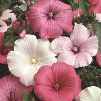 De grandes fleurs roses et blanches se chevauchent dans une présentation rapprochée. Leurs larges pétales arrondis portent des lignes sombres qui rayonnent depuis de petits centres marqués de pourpre. Certaines corolles sont plus foncées, d’autres presque blanches. Des feuilles vertes découpées et des boutons pointus apparaissent entre les fleurs, dans les petits espaces sombres du fond.