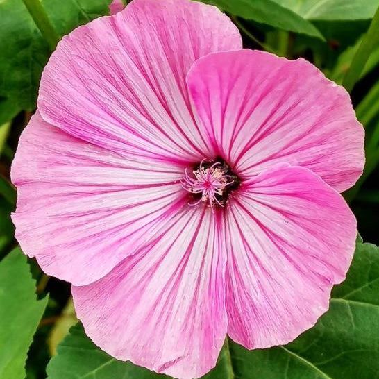 Hibiscus des marais bio