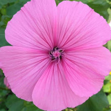 Organic Lavatera 'Lavatera Mix'