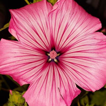 Organic Lavatera 'Lavatera Mix'