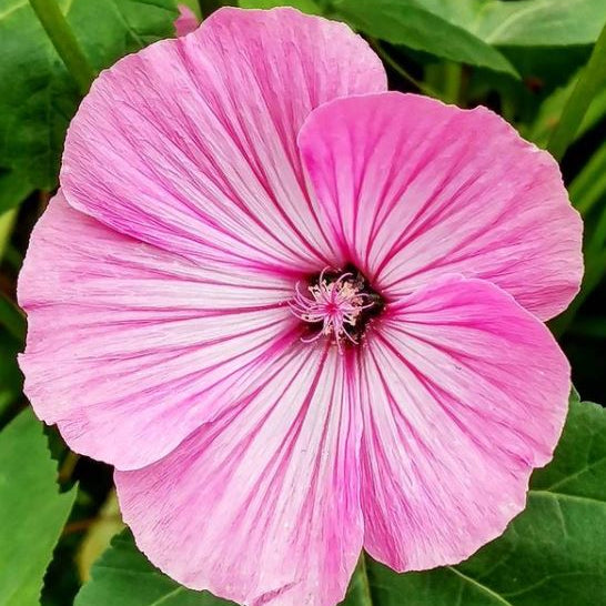 Organic Lavatera 'Lavatera Mix'