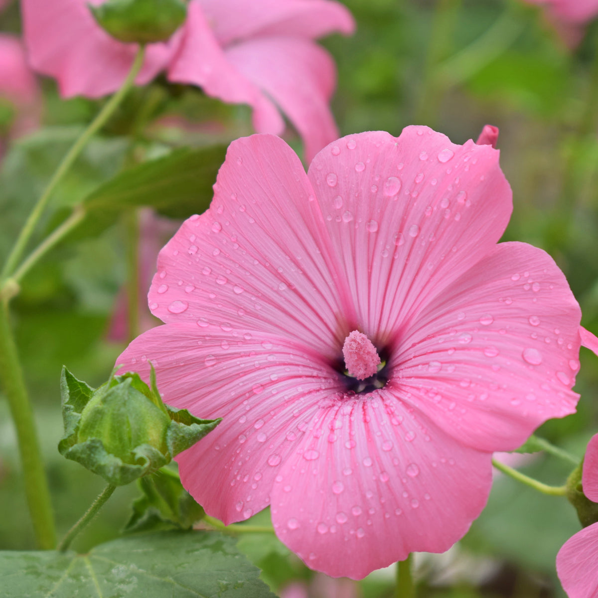 Photographie de Lavatera (Lavatera trimestris ‘Silver Cup’), sélection proposée en semences W.H. Perron. Le visuel présente l’apparence de la plante ou de sa récolte et permet d’en observer les formes et les couleurs. Cette vue illustre les caractéristiques visibles de la sélection, dans une présentation destinée à accompagner son identification et à montrer son intérêt au jardin.
