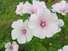 Lavatera 'Pink Blush'