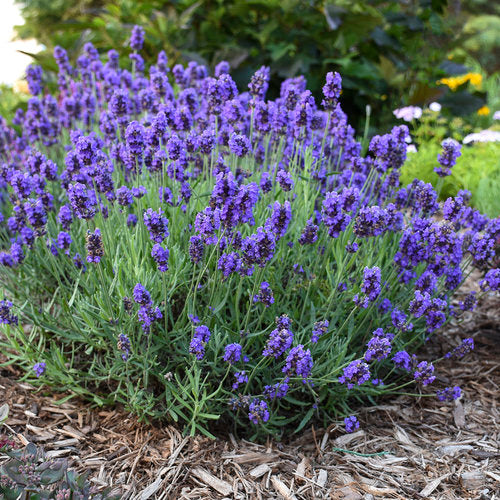 Semences Lavande méditerranéenne (Lavandula spp.)