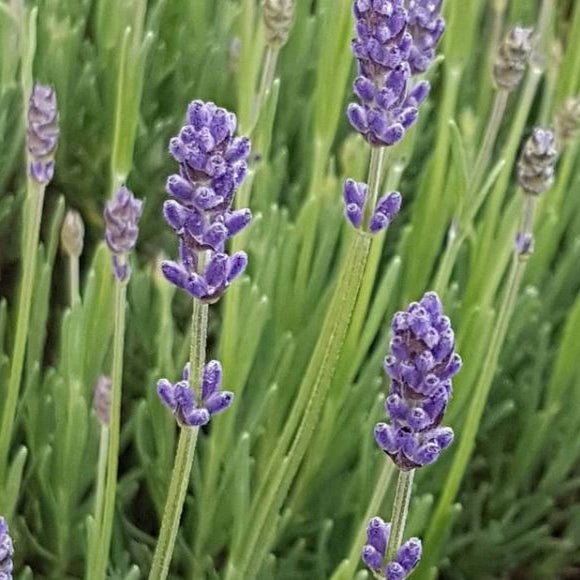 Organic 'Lavender'