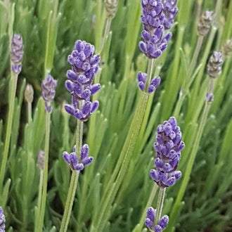 Organic 'Lavender' Seeds by Gaia, product image prepared for Canadian gardeners.