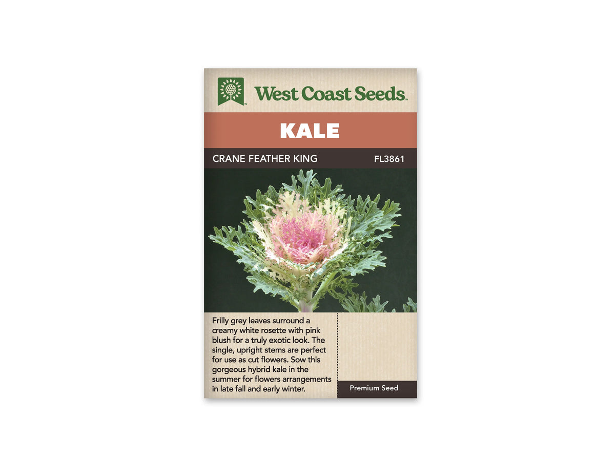 Sachet Crane Feather King de West Coast Seeds sur fond blanc. La photo montre une rosette de chou aux feuilles très découpées, vert gris à l’extérieur, crème puis roses vers le cœur. Une tige pâle apparaît sous les feuilles. Le bandeau orange indique Kale et la bande brune porte Crane Feather King, code FL3861.