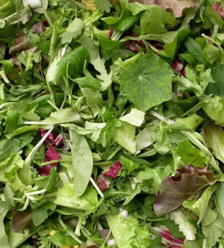 Semences Mélange de laitues 'Misticanza' (Lactuca sativa)