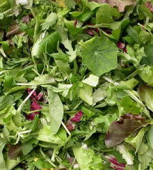 Semences Mélange de laitues 'Misticanza' (Lactuca sativa)
