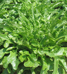 Semences Laitue feuille de chêne 'Catalogna' (Lactuca sativa)