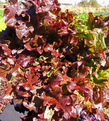 Semences Laitue feuille rouge 'Red Salad Bowl' (Lactuca sativa)