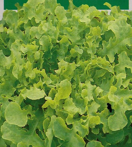 Illustration associée à Laitue feuille Salad Bowl, dans la gamme Weston. La version verte de Salad Bowl forme des rosettes ouvertes à feuilles profondément lobées, pour les salades fraîches. Le visuel permet de repérer la référence et l’aspect présenté pour cette sélection. Les dimensions et les couleurs observées au jardin dépendent du stade de croissance et des conditions de culture.