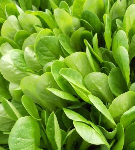 Semences Laitue tendre 'Foglia Liscia' (Lactuca sativa)