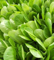 Semences Laitue tendre 'Foglia Liscia' (Lactuca sativa)