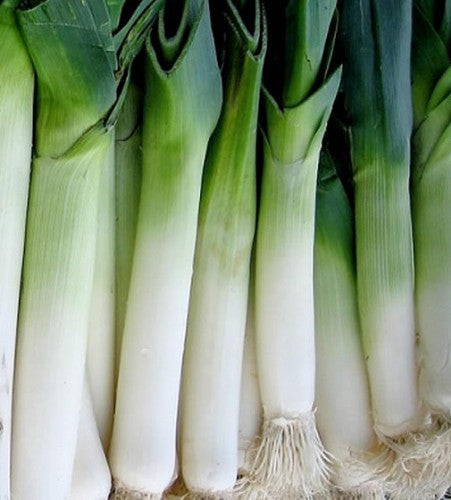 Semences Poireau 'Carentan 2' (Allium porrum)