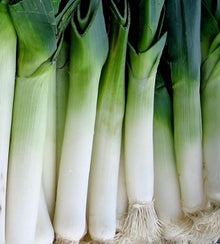 Semences Poireau 'Carentan 2' (Allium porrum)