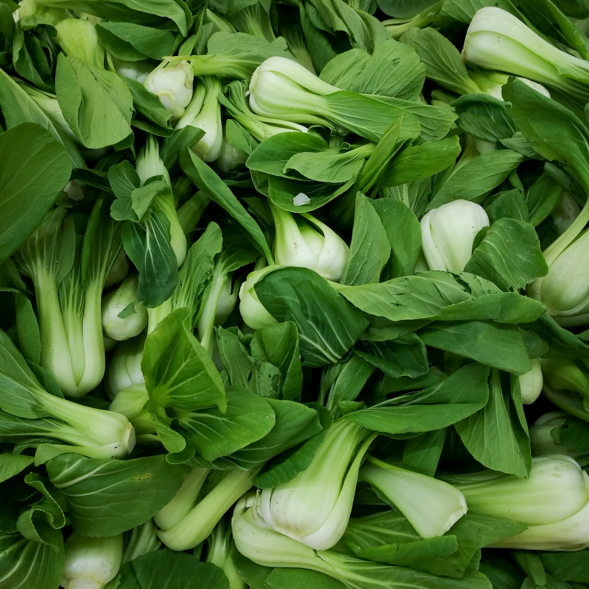 Légumes orientaux 'Bok-choï'