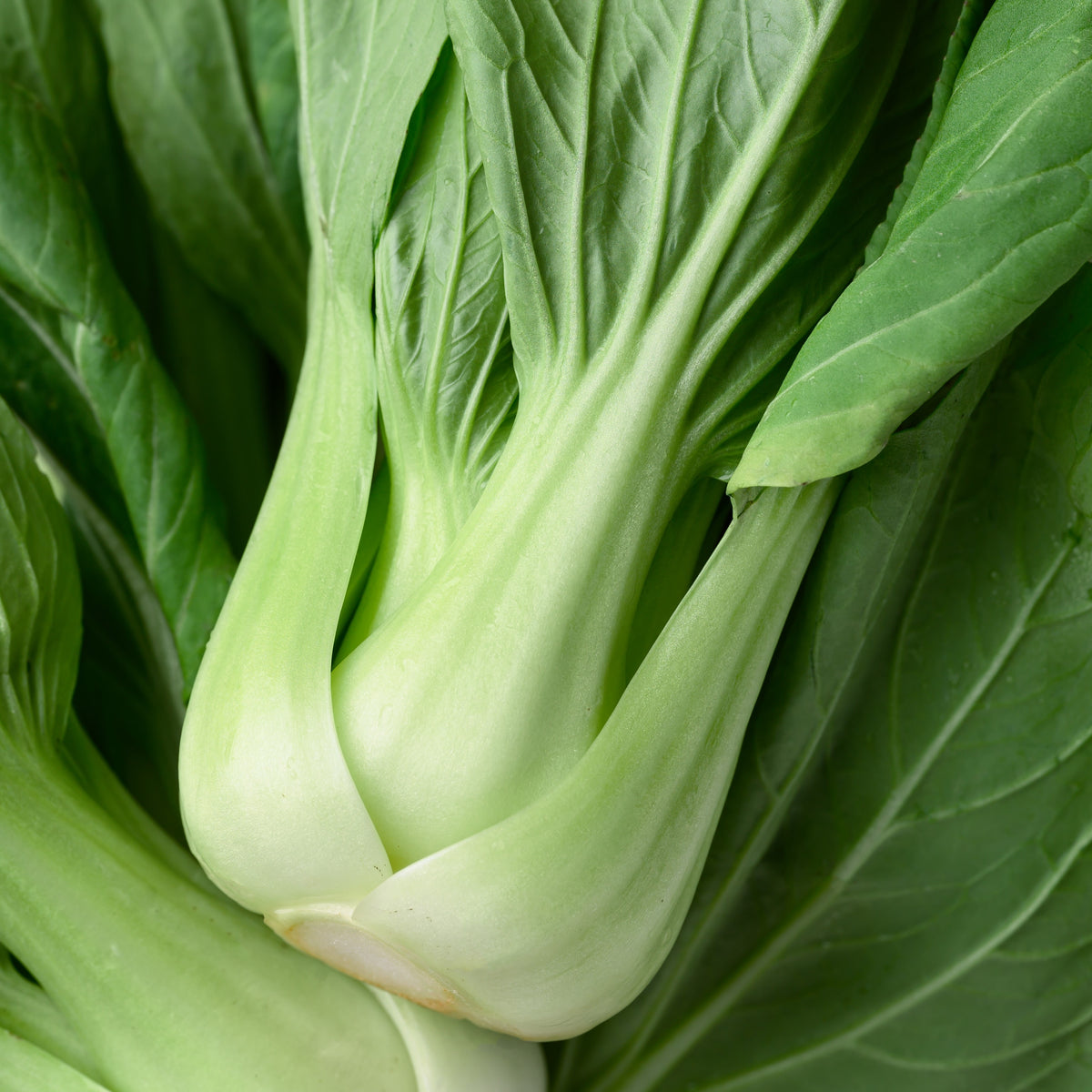 Photo de Légumes orientaux 'Joï Choï' F1. Avec ses belles côtes blanches longues et son feuillage vert tendre, ce Pak Choï vigoureux et à croissance rapide est idéal pour la cuisine chinoise. La couleur caractéristique est : vert. Le visuel permet d'observer les contours, les teintes et la disposition des éléments présentés.