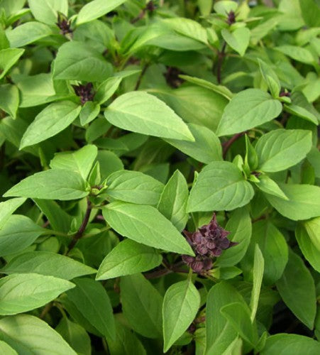Semences Basilic citron (Ocimum basilicum)