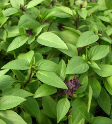 Semences Basilic citron (Ocimum basilicum)