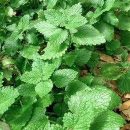 Mélisse 'Lemon Balm' bio