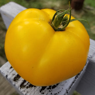 Organic 'Lemon Boy' Tomato Seeds by Gaia, product image prepared for Canadian gardeners.