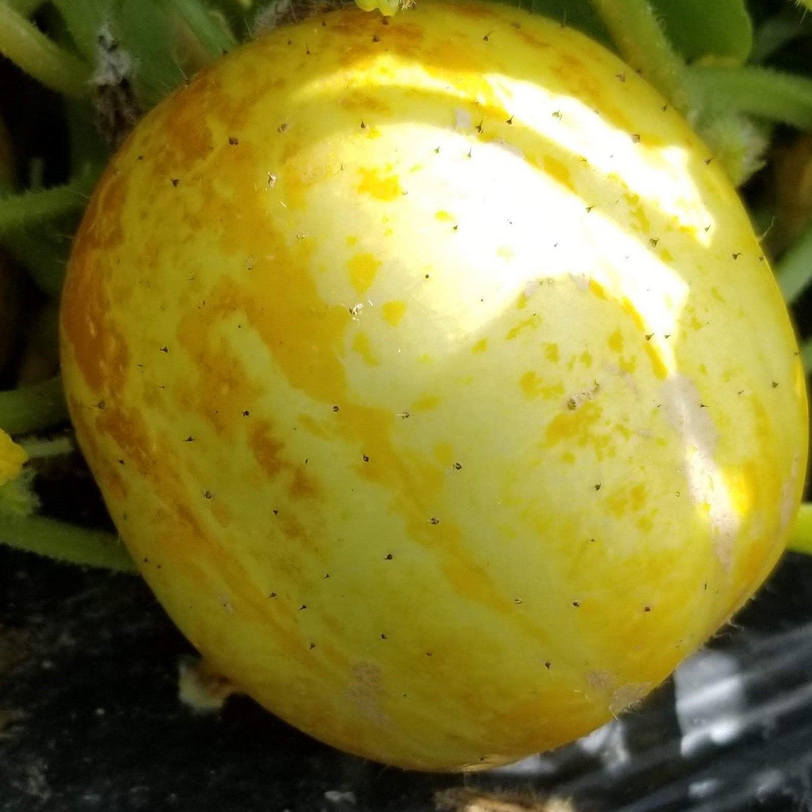  Cucumber 'Lemon' Organic