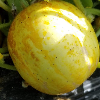 Organic Lemon Cucumber Seeds by Gaia, product image prepared for Canadian gardeners.