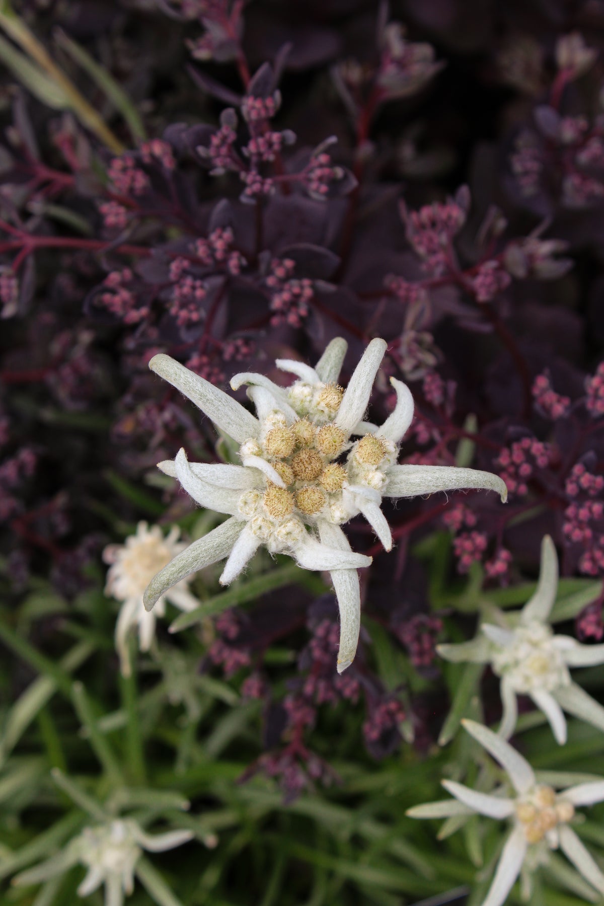 Leontopodium 'Blossom of Snow'