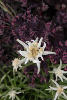 Leontopodium 'Blossom of Snow'