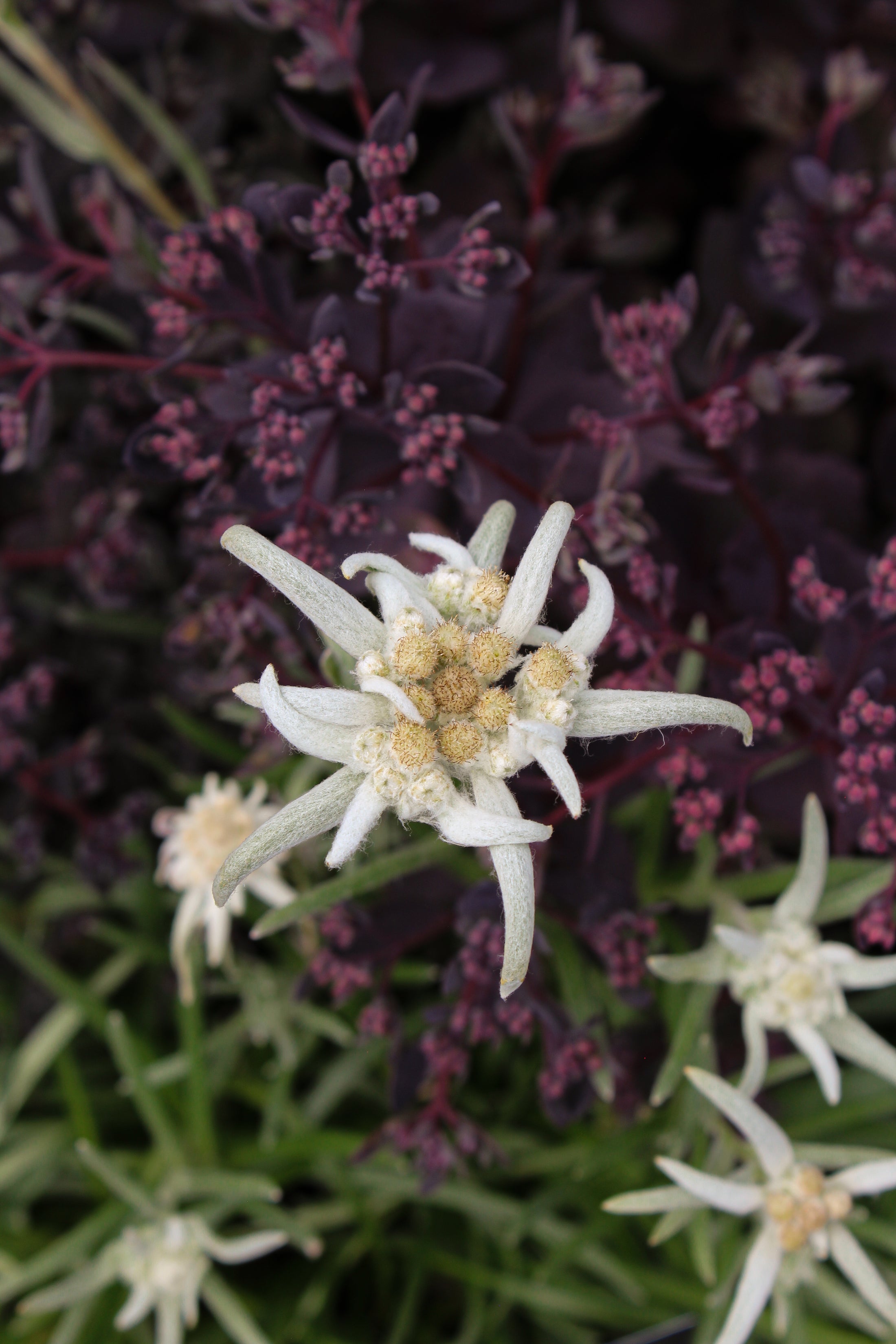 Leontopodium 'Blossom of Snow'