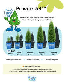Thuya occidental ‘Private Jet’ (Thuja occidentalis)