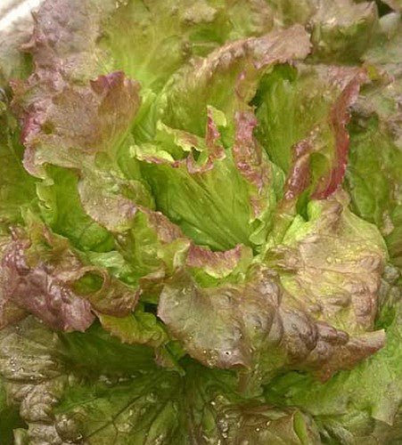 Semences Laitue pommée 'Canasta' (Lactuca sativa)