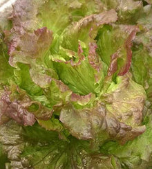 Semences Laitue pommée 'Canasta' (Lactuca sativa)