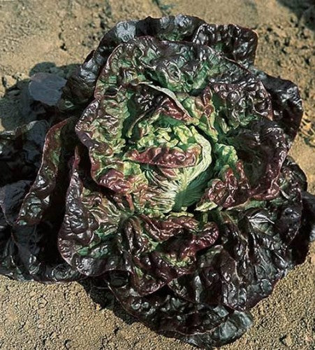 Semences Laitue quatre-saisons 'Meraviglia' (Lactuca sativa)
