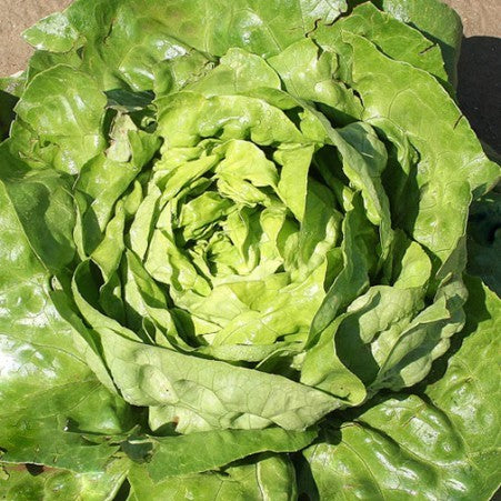 'Kagran No. 2' Lettuce