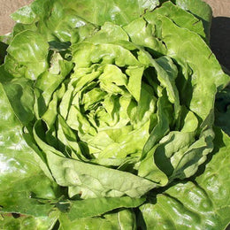 'Kagran No. 2' Lettuce