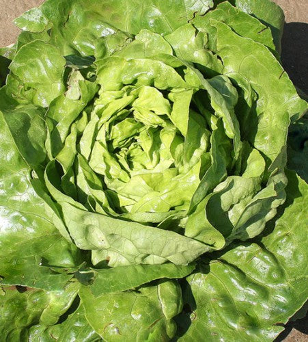 Semences Laitue 'Kagran n°2' (Lactuca sativa)