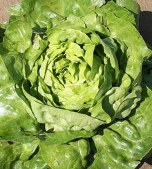 Semences Laitue 'Kagran n°2' (Lactuca sativa)