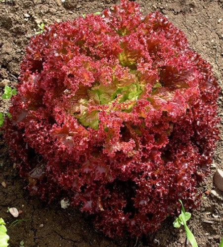 Semences Laitue rouge 'Lollo Rossa' (Lactuca sativa)